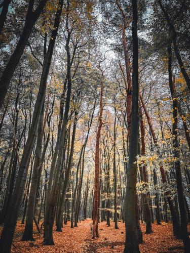 a forest of trees with leaves on the ground at Ferienwohnung Sommerwind in Börgerende-Rethwisch
