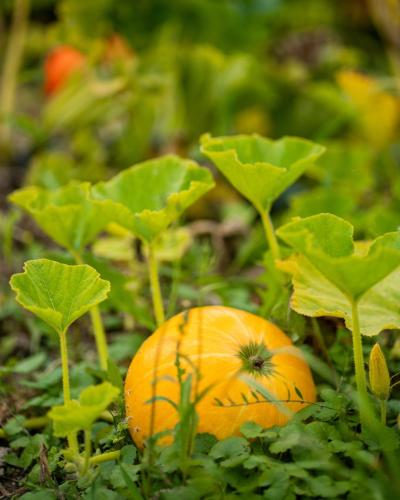 an orange pumpkin on the ground in the grass at Dosłońce Resort Wellness & Farm in Racławice