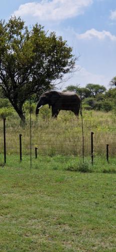 a horse standing in a field next to a tree at Tamboti Bush Lodge in Dinokeng Game Reserve