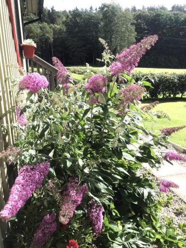 a bush of purple flowers next to a house at Haere Mai B&B Orust in Henån