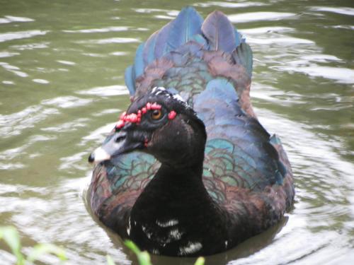 a black duck swimming in the water at Vocaré Finca Agroecológica in Upala