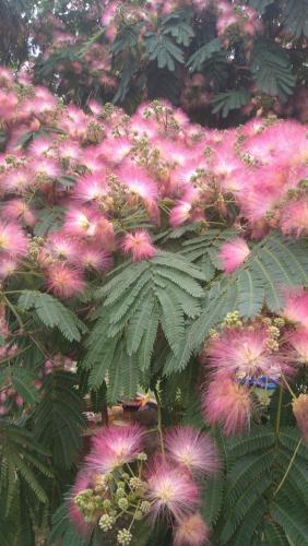 a bunch of pink flowers on a plant at Weingut Thomas Brandl in Strass