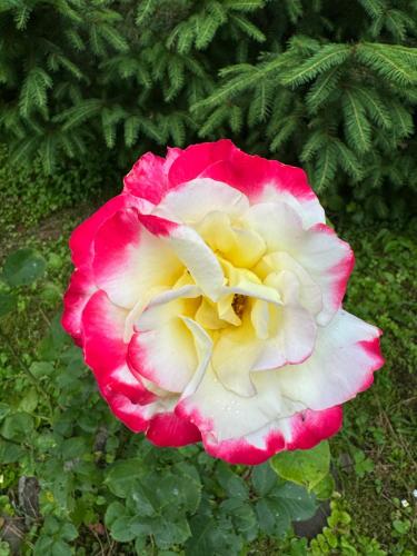 a pink and white rose with a yellow center at Perlyna Krasiyi in Vyshka