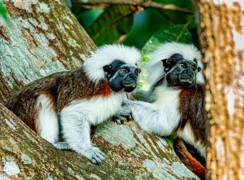 two monkeys sitting on a tree at Casa Danam in Santa Marta