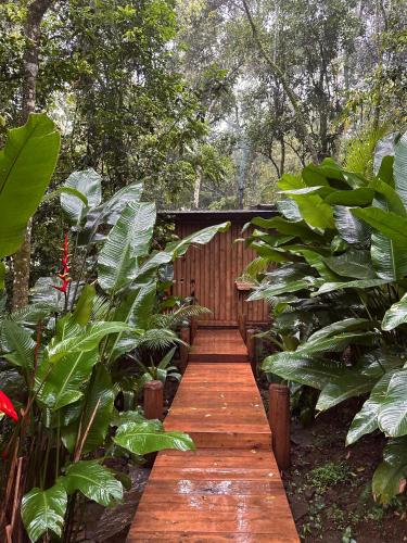 a wooden pathway in a forest with plants at Bosque Veneza in Nova Veneza