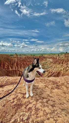 O animal ou animais de estimação com os hóspedes em Cosmos Tatacoa Hotel