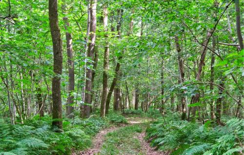 a path in a forest with trees and plants at 5 Bedroom Pet Friendly Home In Nibe in Nibe
