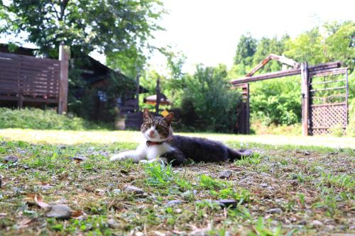 a cat laying on the grass in a yard at 森のかくれ宿シープ in Imazu