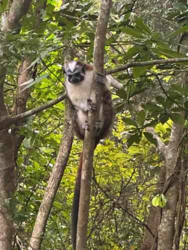 a monkey sitting on top of a tree branch at Aqeel cabin in the nature in Penonomé