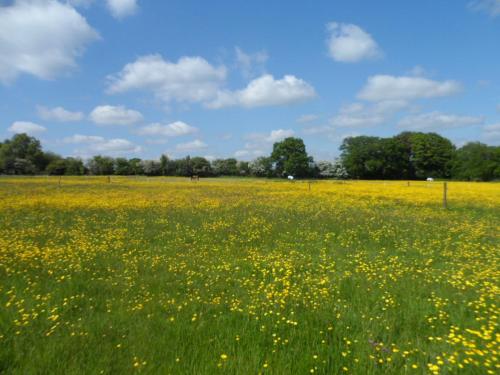 a field full of yellow flowers in a field at The Stables - Deer Park Farm in Solihull