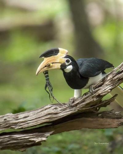 a bird sitting on a branch with a banana in its mouth at Wilpattu Lakwin Guest in Pahala Maragahawewa