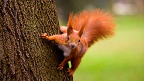 a red squirrel climbing up the side of a tree at ZEN-bungalow no 6 met sauna en hottub in Rheezerveen