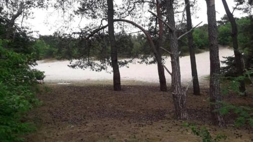 a group of trees with a beach in the background at ZEN-bungalow no 6 met sauna en hottub in Rheezerveen