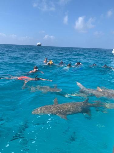 a group of people swimming in the ocean with sharks at La Luna Boutique Dhangethi in Dhangethi