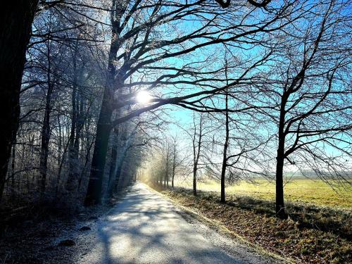a tree lined road with the sun shining through it at Ferienwohnung Steffenshagen in Pritzwalk