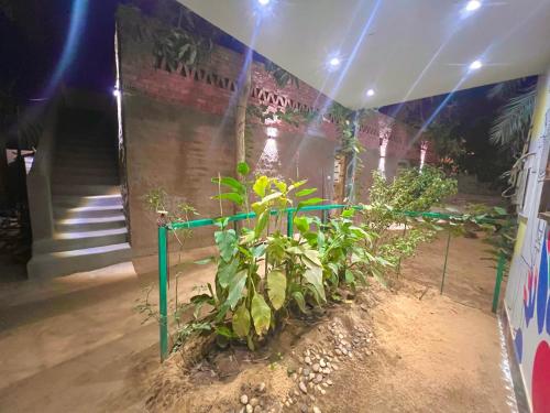 Сад в Salatoos Mango Garden and Guesthouse