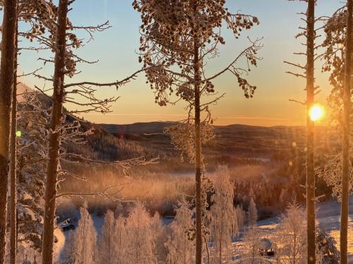 a winter sunrise in the forest with frost covered trees at Storklinten 119 in Boden