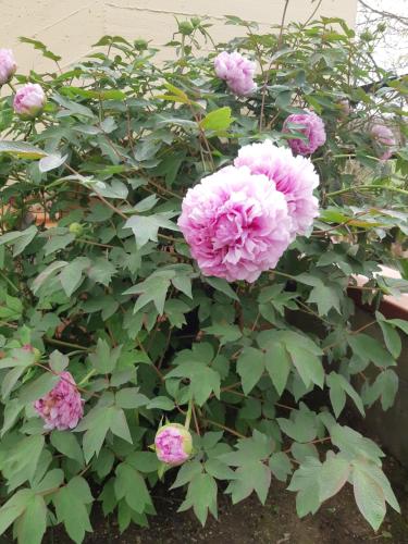 Un mazzo di fiori rosa su un cespuglio di Le Siepi a Reggello