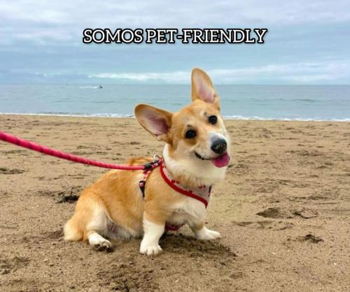 a dog on a leash sitting on the beach at casa de playa vacacional goldsky in Vista Alegre