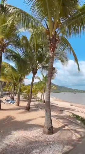 a group of palm trees on a sandy beach at casa de playa vacacional goldsky in Vista Alegre