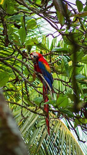 a colorful bird sitting on a tree branch at Valles of Osa in Palmar Sur