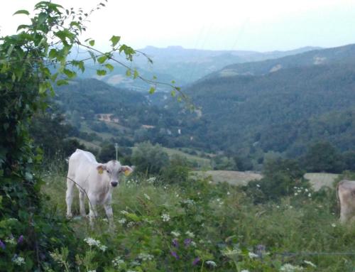 a white cow standing on top of a hill at Fattoria di Arsicci in Caprile