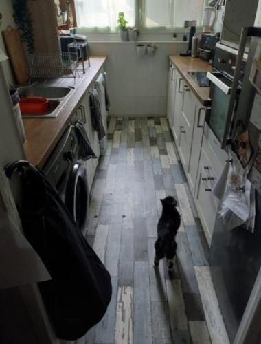 Un chat noir debout dans une cuisine avec un sol dans l'établissement Chambre avec sdd privee, à Élancourt