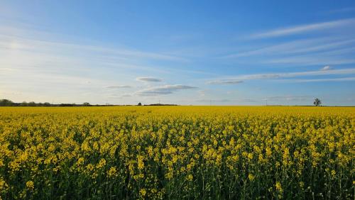 a field of yellow flowers in front of a blue sky at Pałac Chichy in Małomice