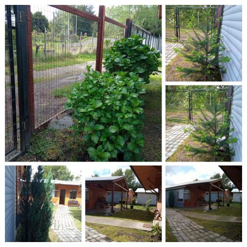 a collage of photos of a garden with a pine tree at Cabaña Gloria in Coñaripe