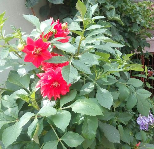 a bush of red flowers with green leaves at Green Villa in Virajpet