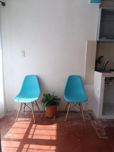 zwei blaue Stühle in einem Raum mit einer Pflanze in der Unterkunft Alma Andrea in San Cristóbal de las Casas