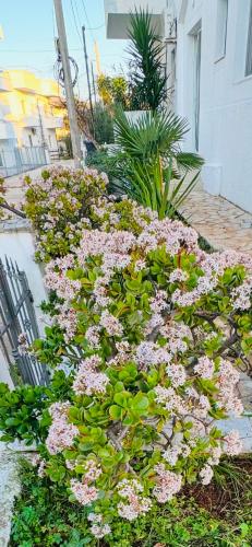Κήπος έξω από το Central Garden Residence Sofia - Free Parking