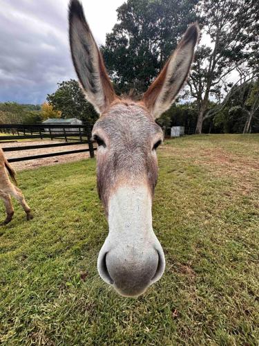 a donkey is looking at the camera in a field at Black Cockatoo Bangalow in Binna Burra