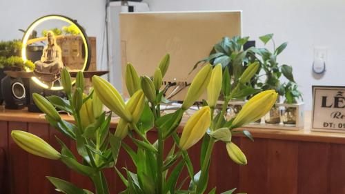 a plant in front of a counter in a store at Nhà Nâu Homestay DL- by BAY LUXURY in Da Lat