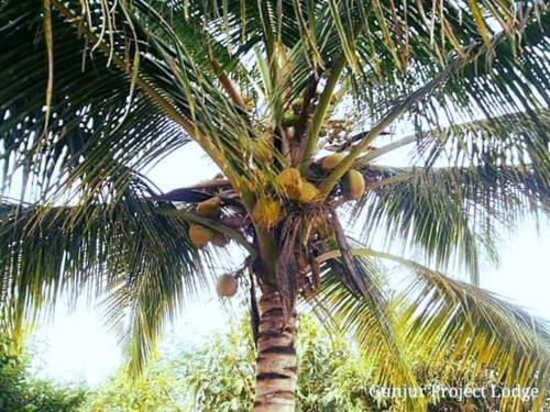a palm tree with a bunch of fruit on it at The Gunjur Project Lodge in Gunjur