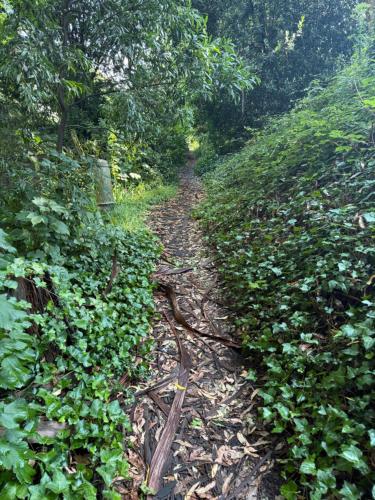 a dirt trail in the middle of a forest at Sassafras Treehouse Private home in the Dandenong Ranges, Victoria in Sassafras