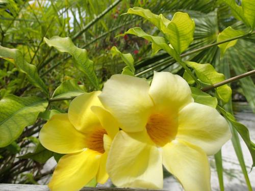 a bunch of yellow flowers on a plant at Margarita del Sol Hotel Costa Maya in Mahahual
