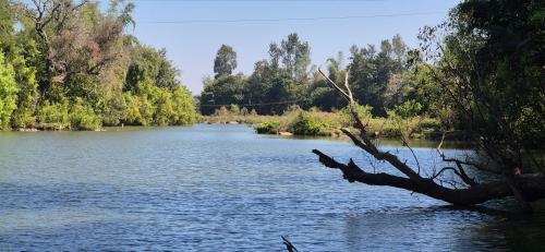 a tree branch in the middle of a river at Coorg Tribal Land homestay in Kushālnagar