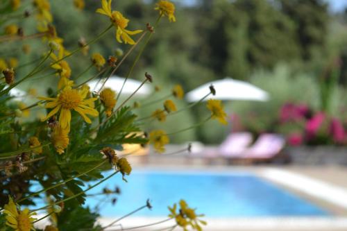 a bunch of yellow flowers next to a swimming pool at Alkyon Villas in Sivota