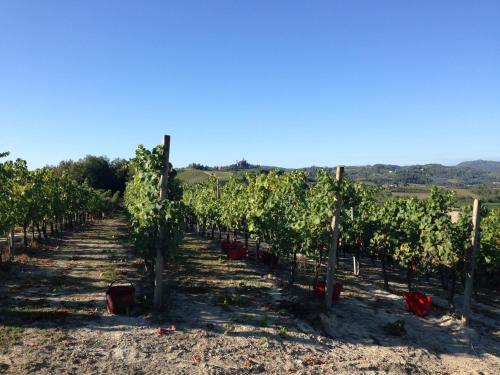 a row of grape vines in a vineyard at B&B Cantine Pietronero in Orsara Bormida