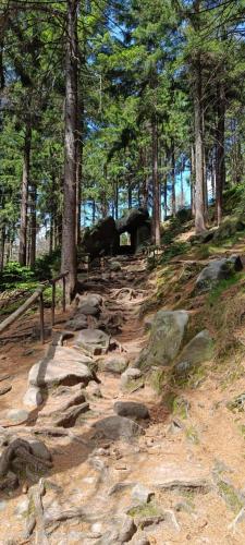 a dirt trail in a forest with trees and rocks at Ubytování Na potoce in Radvanice