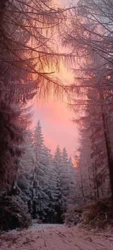 a group of trees covered in snow at sunset at Ubytování Na potoce in Radvanice