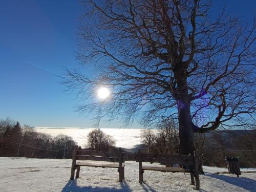 a snowcovered bench next to a tree with the moon at Holiday Home Moldava in Moldava