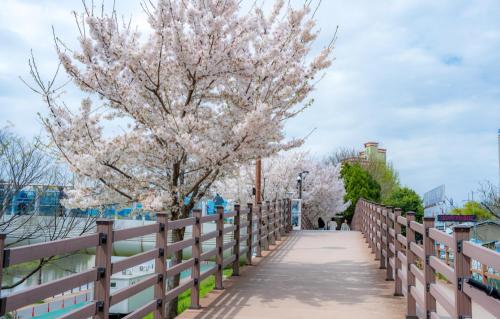 a bridge withakura trees and a fence at House of Gallery Hyomok in Daegu