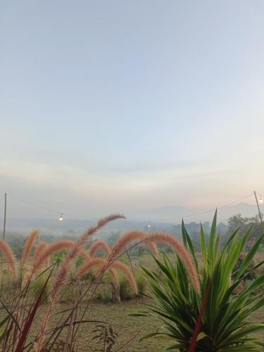 a field of grass with mountains in the background at Baan norn nub dao pai in Pai