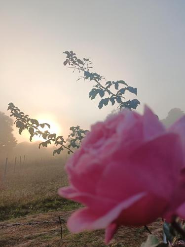 a pink flower in a field with the sunset in the background at Baan norn nub dao pai in Pai