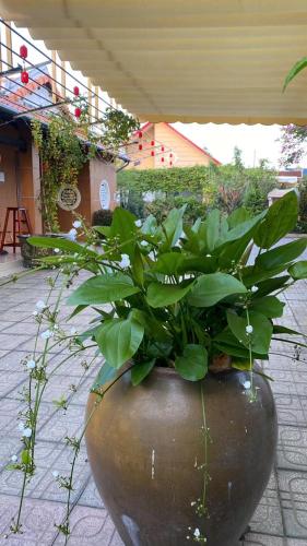 Κήπος έξω από το Lightly Homestay