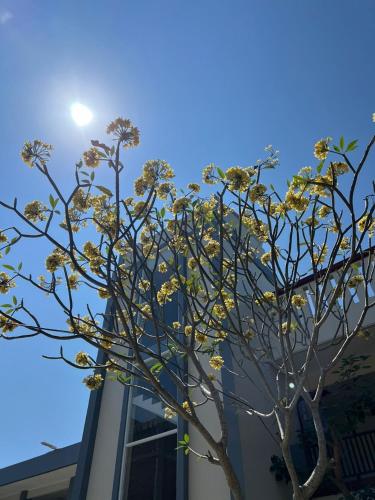 a tree with yellow flowers in front of a building at Hotel Century Pangandaran in Pangandaran