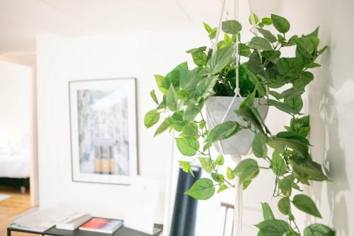 a plant in a vase sitting on a table at Le Magnolia - A 10 minutes de Disneyland in Lagny