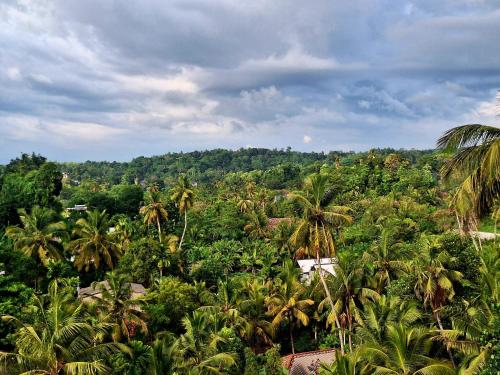an aerial view of a tropical forest with palm trees at X Mirissa in Mirissa